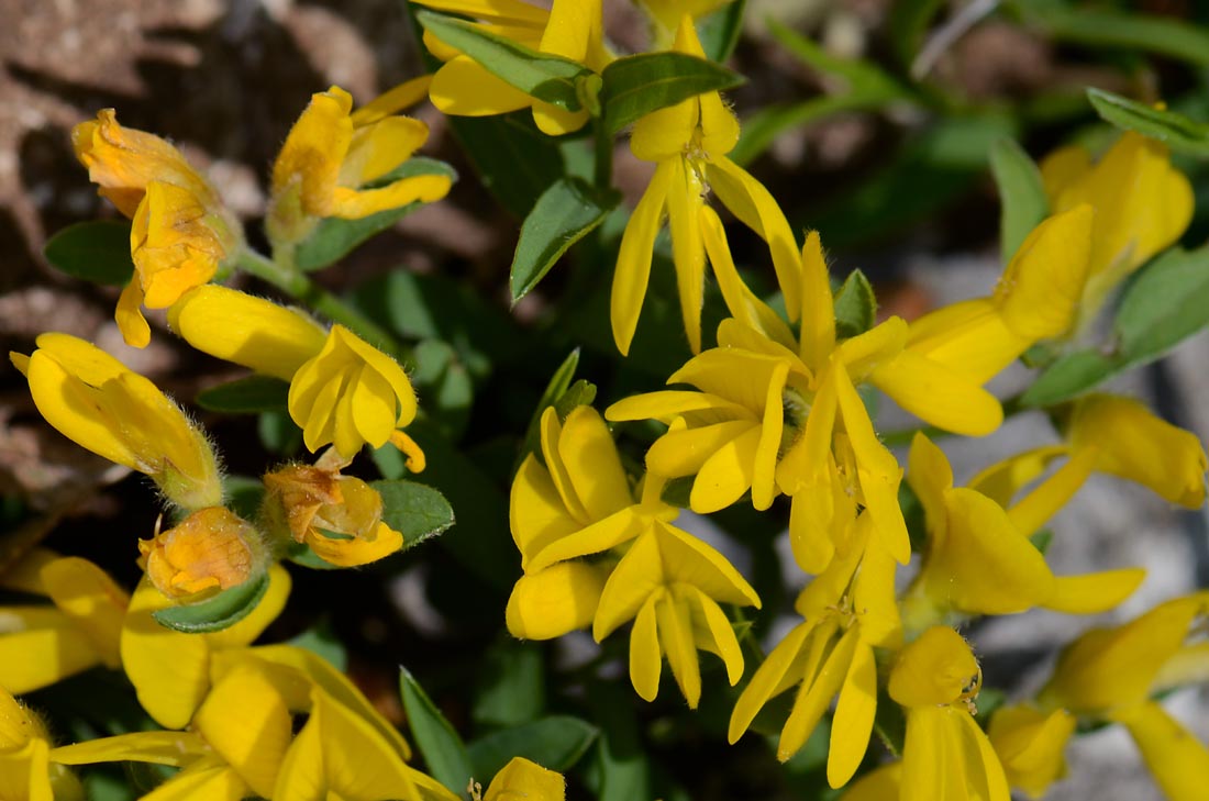Genista tinctoria / Ginestra minore
